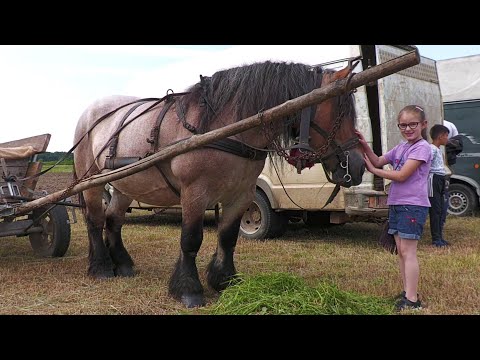 Cleopatra lui Sofia dl. Bogdan Horotan de la jud. Satu Mare 2021