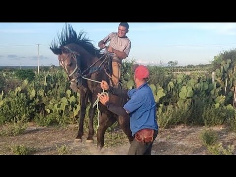 HUGO E SEU FILHO IGOR AMANSA UM CAVALO EM SOLEDADE NA PARAÍBA