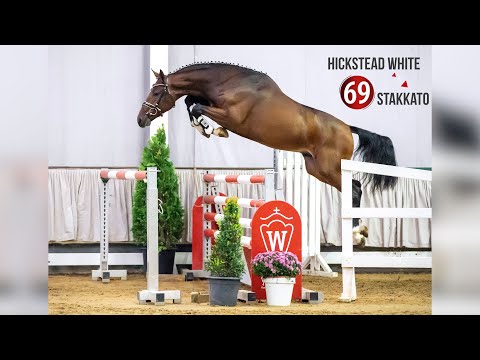 Westf. Hauptkörung Reitpferdehengste 2020: 69 Hickstead White - Stakkato - Contender