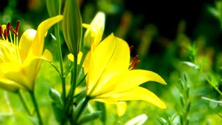 Morning Relaxing Music - Calm Piano Music For Stress Relief with Positive Energy (Emily)