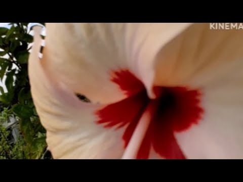 #hibiscus flower# #জবা ফুল# Yashashree gardening🔥