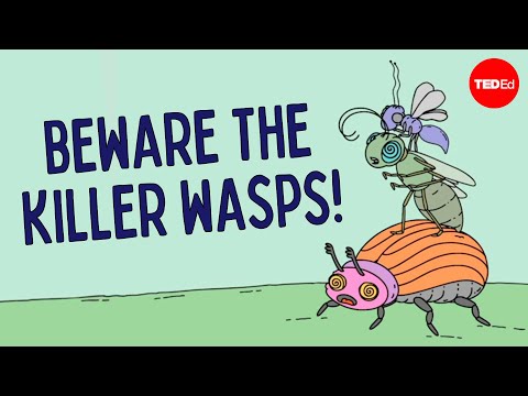 The bizarre world of parasitic wasps - Miles Zhang