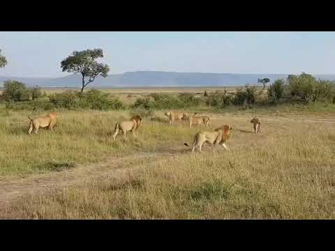 Billashaka males vs Marsh pride lionesses