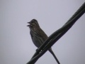 Le chant de l'oiseau