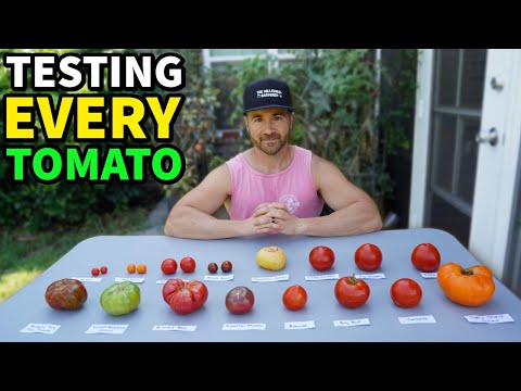 I Tried EVERY TOMATO In My Garden, And I'm SPEECHLESS!