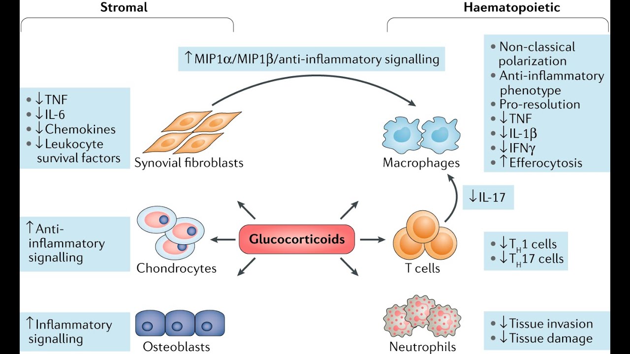 Recent Development and Validation of a RP-HPLC Analytical Method for the Simultaneous