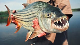 Top 10 Most Dangerous Fish in the World | Deadly Ocean Predators!