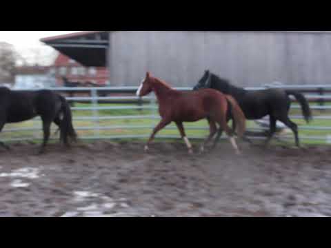 Sezuan´s Colorful (Fuchs) + Diamond Lovely Boy (vorne) + Little Totilas FOR SALE – Duir Ask Ichschi