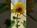 Russian Giant Sunflower🌻 #shortsfeed #shorts #evergreenseeds #sunflower #growth