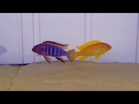 download lagu mp3 mp4 Tropheops Chilumba Orange, download lagu Tropheops Chilumba Orange gratis, unduh video klip Tropheops Chilumba Orange