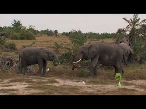 The National Parks of Kenya a production of KWS