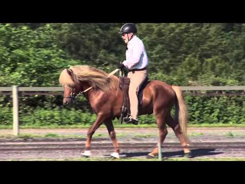 Sígauni von Aegidienberg - ehemaliges Verkaufspferd