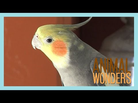 Steve the Cockatiel