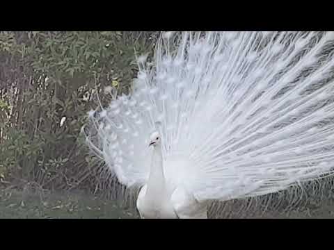 White Peacock Dance Display