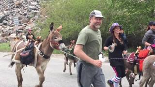 videos de risa  la carrera de burros