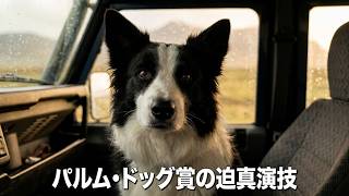 【カンヌ映画祭パルム・ドッグ賞】名犬パンダがお風呂いやいや→湯上がりゴキゲンを迫真の演技／映画『きれっぱしの愛』本編映像