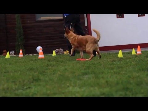 Kira 14.02.2016 - Longierarbeit