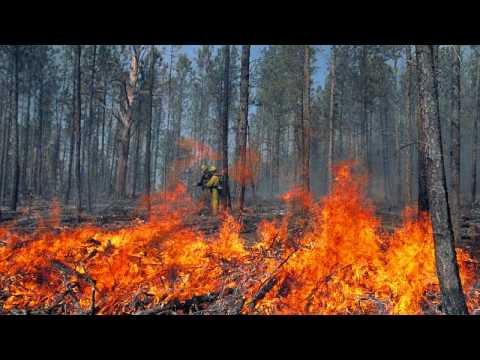 How Fires Are Essential To The Ecosystem [720p]