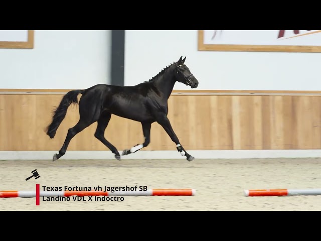 Texas Fortuna vh Jagershof SB (Landino x Indoctro)