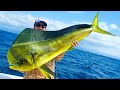 Giant Dolphin Caught Using Berkley Gulp MASSIVE Marlin