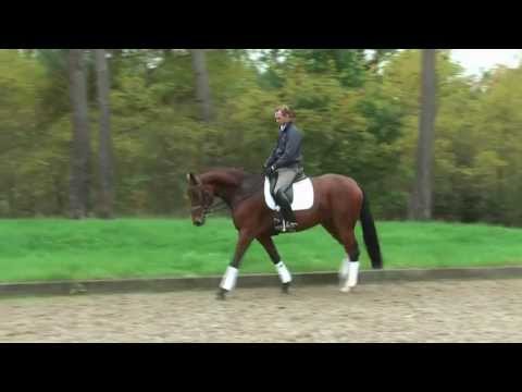 Paola 4jährige Stute v. Lord Loxley - Friedensfürst - Donnerhall zu verkaufen