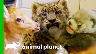 The Cutest Baby Zoo Animals | The Zoo