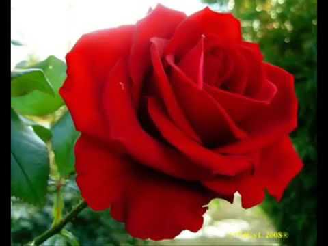 Ofício de nossa senhora!