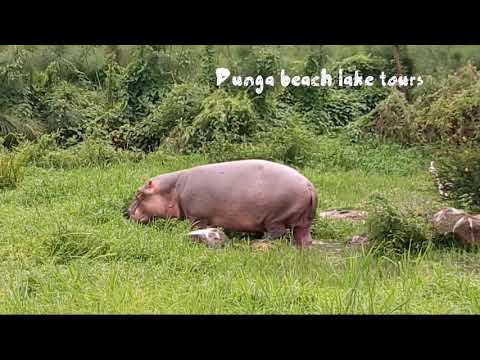 Full video | Grazing hippo| Dunga beach
