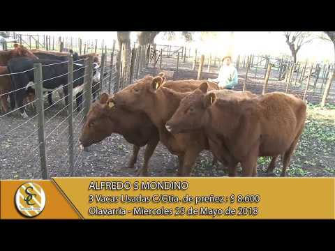 23-05-18 Venta de Vientres - Alfredo S. Mondino - Olavarria.
