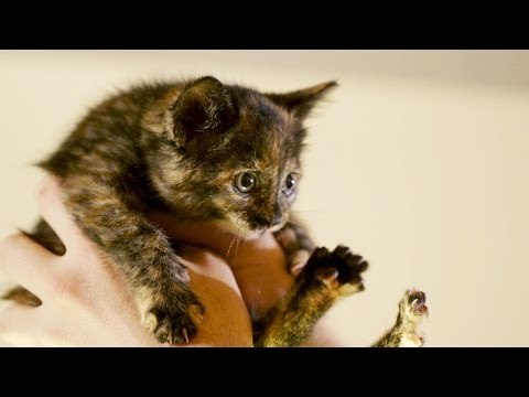 There Are Kittens Everywhere - Get Ready For Kitten Season