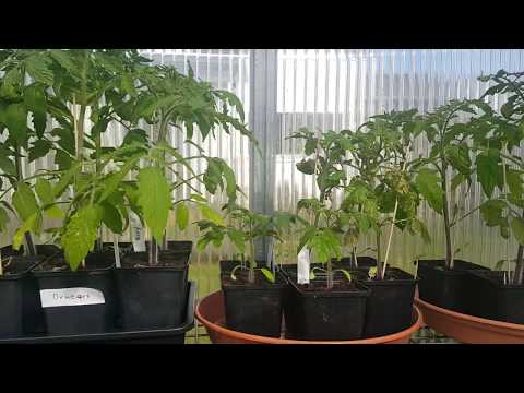 Willkommen im grünen Bereich