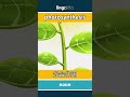 photosynthesis - 光合作用 video thumbnail