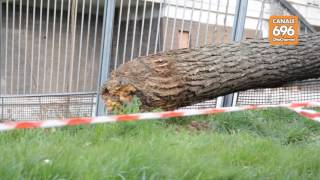 cade-l-albero-sulla-villa-comunale-paura-ad-atripalda