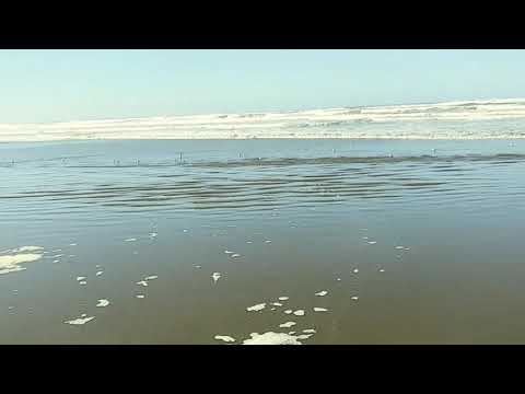 Sandpipers on clam beach(2)