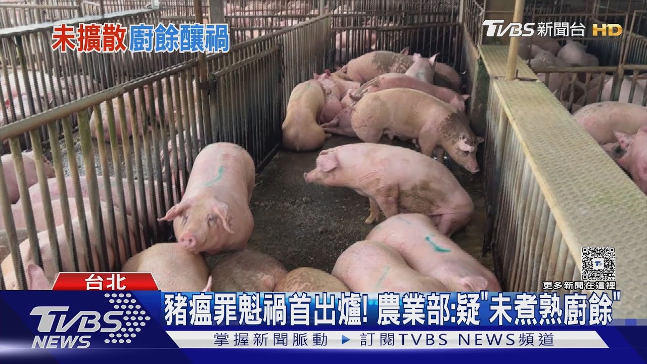 非洲豬瘟罪魁禍首出爐! 農業部疫調結果:疑「未煮熟廚餘」