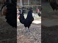 Our Many Roosters Crowing Compilation Different Breeds Shorts