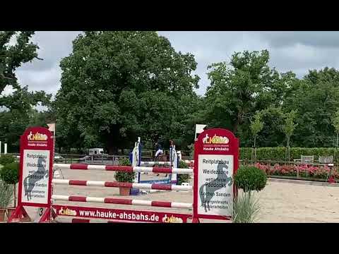 Holsteiner gelding, 2015, Casalito x Canto