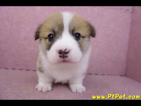 03/14雙色柯基犬母幼犬1號