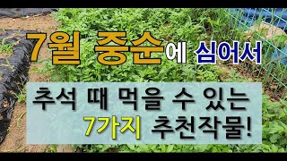7월 중순에 심어서 추석 때 먹을 수 있는 7가지 추천 작물! #주말농장 텃밭 가꾸기 #7월에 심는 작물 #…