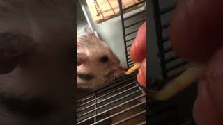 Spaghetti for Snickers the hamster