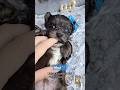 Morkie dogs for sale: Rare Merle Maui - Video 1