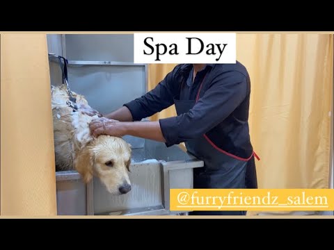 Spa Day | Trailer | Furry Friends | Munch Boarding Home | Salem
