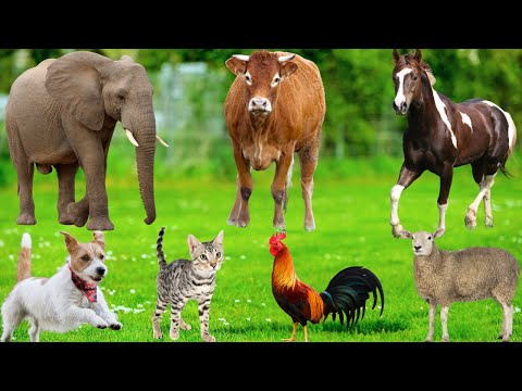 Cute Farm Animal Sounds: Sheep, Cow, Buffalo, Horse, Pig, Duck, Cat, Goat, Rhinoceros – Animal Video