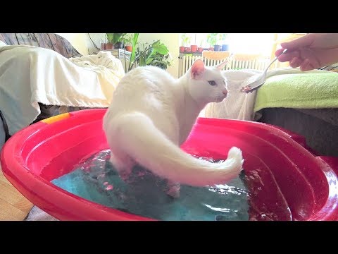 Tutorial: How to get a Cat used to Water/a Bath (no Stress/Forcing) Part 1: Water till Belly