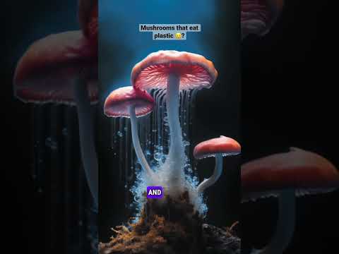 Mushrooms that eat plastic? #mushroom #plastic #environmentalist