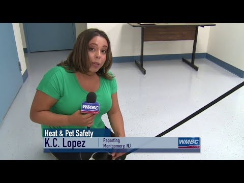 Heat & Pet Safety