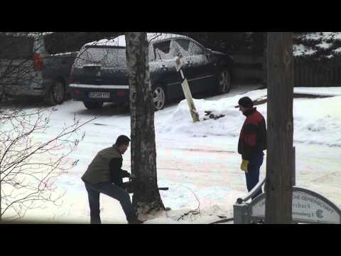 Lebensmüde Amateure fällen Baum †††