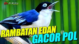 Download lagu Rambatan gacor !! masteran klasik untuk semua burung kicau mp3