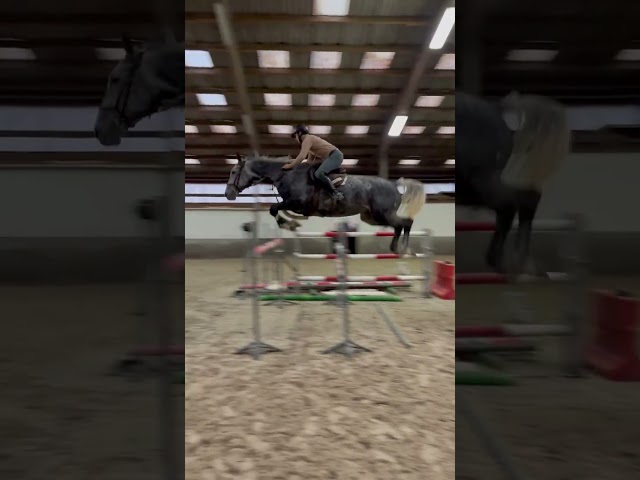 Hongre de 5 ans by Ceira d’Ick