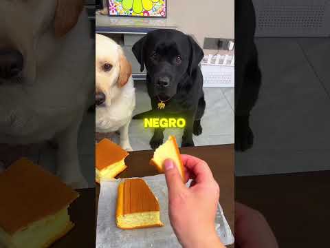 Este Perrito Tiene El Corazón Más Grande